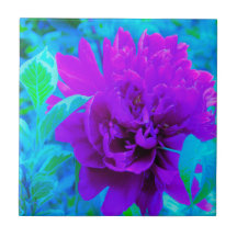 Moody Paarse Peony met mooie Weigela Foliage