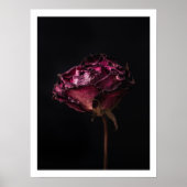 Moody rode roos stilleven muur kunst poster (Voorkant)