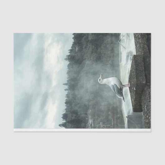 Moody Seagull-ontkoppelpapier Tissuepapier (Voorkant)