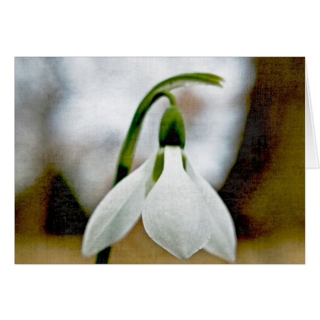 Moody Snowdrop (Voorkant Horizontaal)