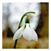Moody Snowdrop Foto Afdruk (Voorkant)