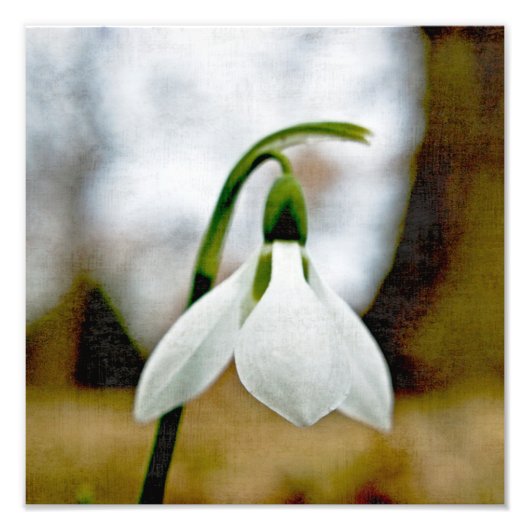 Moody Snowdrop Foto Afdruk (Voorkant)