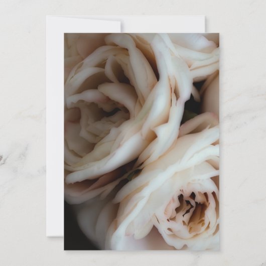 Moody Soft roze rozen Elegant Minimal Wedding Kaart (Achterkant)