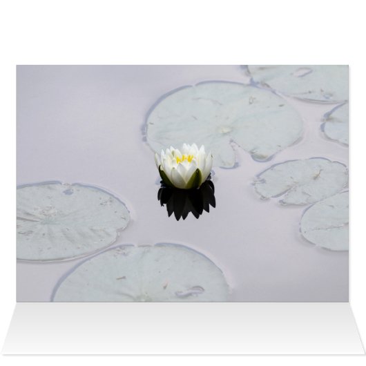 Moody Water Lily (Binnen Horizontaal (Boven))