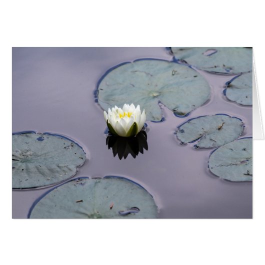 Moody Water Lily (Voorkant Horizontaal)