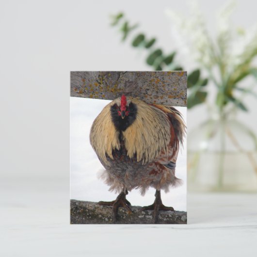 Moody Winter Rooster Briefkaart (Staand voorkant)
