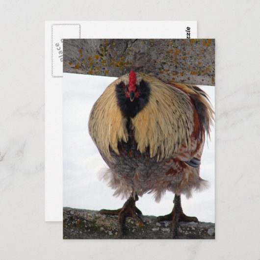 Moody Winter Rooster Briefkaart (Voorkant / Achterkant)