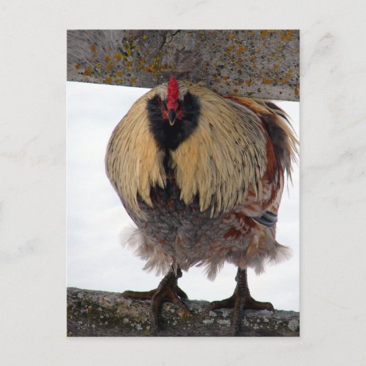 Moody Winter Rooster Briefkaart (Voorkant)