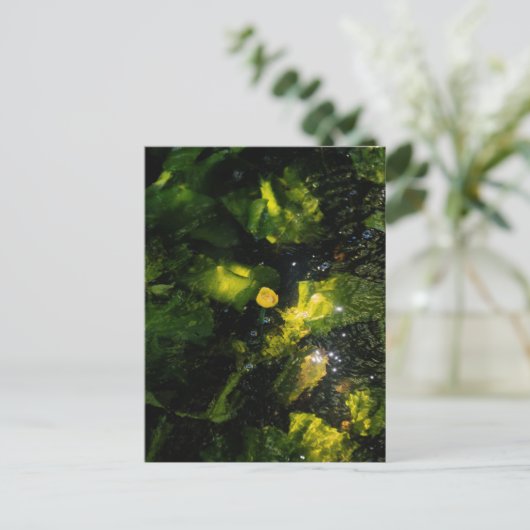 Moody Yellow Water Lily in sparkling light Briefkaart (Staand voorkant)