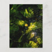 Moody Yellow Water Lily in sparkling light Briefkaart (Voorkant)
