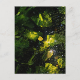Moody Yellow Water Lily in sparkling light Briefkaart
