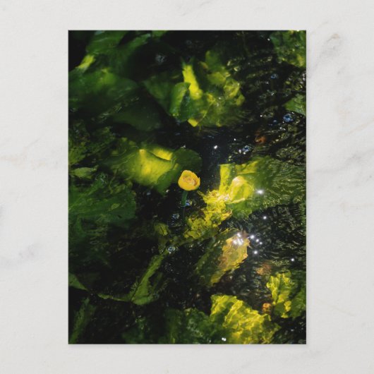 Moody Yellow Water Lily in sparkling light Briefkaart (Voorkant)