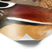 Mooi aanraakmoment tussen houten eenden foto afdruk (Hoek)