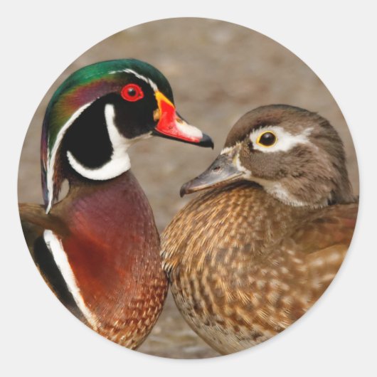 Mooi aanraakmoment tussen houten eenden ronde sticker (Voorkant)