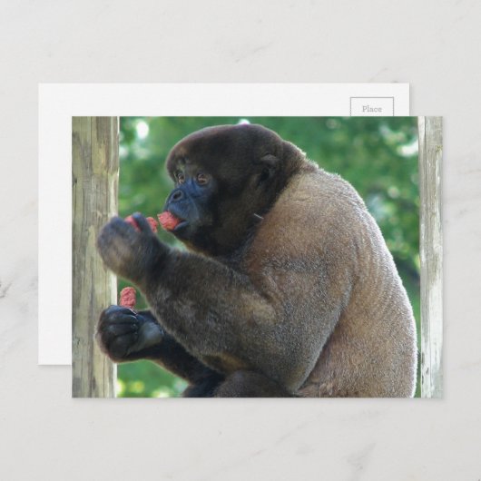 Mooi Afbeelding van de bruine pooly-aap Briefkaart (Voorkant / Achterkant)