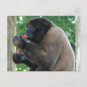 Mooi Afbeelding van de bruine pooly-aap Briefkaart (Voorkant)