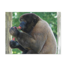 Mooi Afbeelding van de bruine pooly-aap