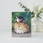 Mooi Baby Robin Briefkaart (Staand voorkant)