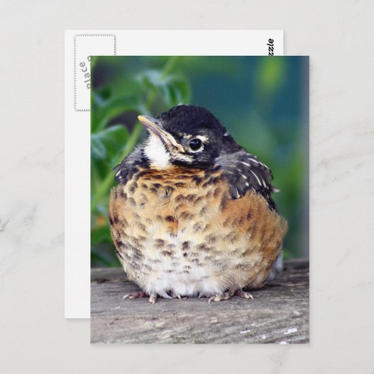 Mooi Baby Robin Briefkaart (Voorkant / Achterkant)