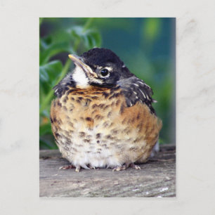 Mooi Baby Robin Briefkaart