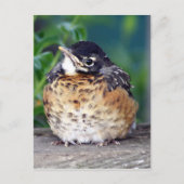 Mooi Baby Robin Briefkaart (Voorkant)