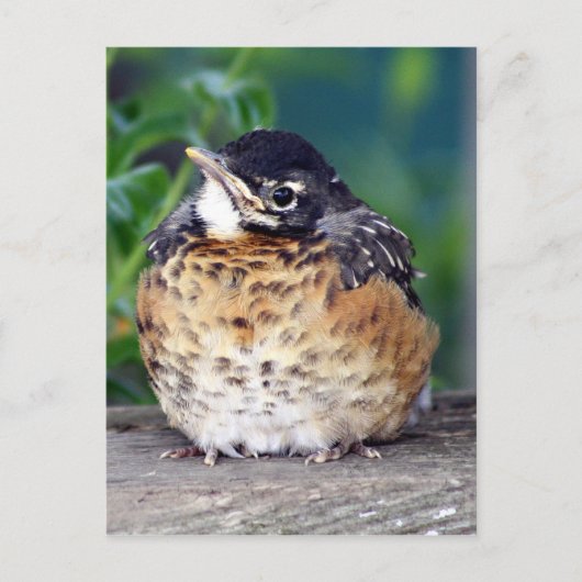 Mooi Baby Robin Briefkaart (Voorkant)