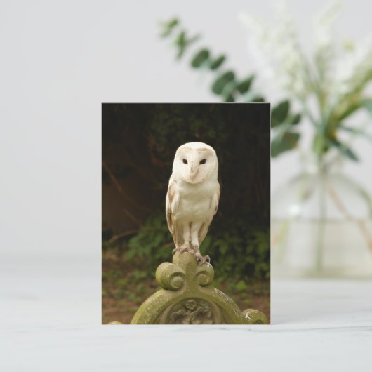 Mooi Barn Owl Briefkaart (Staand voorkant)