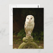 Mooi Barn Owl Briefkaart (Voorkant / Achterkant)