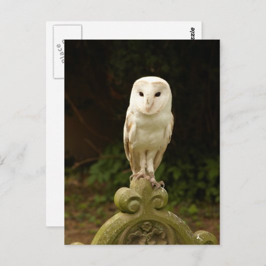 Mooi Barn Owl Briefkaart (Voorkant / Achterkant)