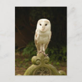 Mooi Barn Owl Briefkaart (Voorkant)