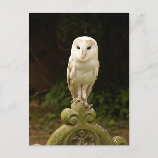 Mooi Barn Owl Briefkaart (Voorkant)