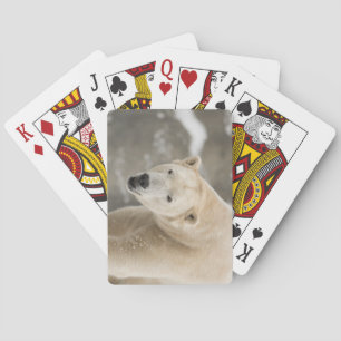 Mooi Beer Pokerkaarten