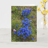 Mooi Beierse Gentian - Wenskaart Kaart (Gele Bloem)