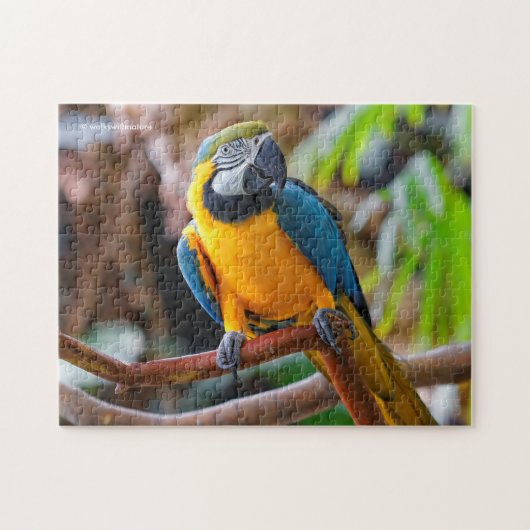 Mooi blauw en Gold Macaw Legpuzzel (Horizontaal)