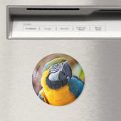Mooi blauw en Gold Macaw Magneet (Insitu (Vaatwasser))