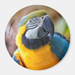 Mooi blauw en Gold Macaw Magneet