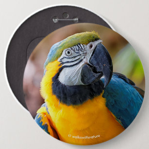 Mooi blauw en Gold Macaw Ronde Button 6,0 Cm