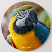 Mooi blauw en Gold Macaw Ronde Button 6,0 Cm (Voorkant)