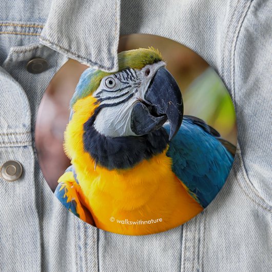 Mooi blauw en Gold Macaw Ronde Button 6,0 Cm (In situ)