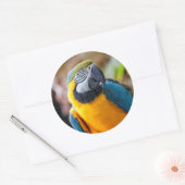 Mooi blauw en Gold Macaw Ronde Sticker (Envelop)
