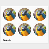 Mooi blauw en Gold Macaw Ronde Sticker (Vel)
