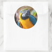 Mooi blauw en Gold Macaw Ronde Sticker (Tas)