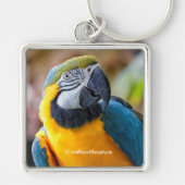 Mooi blauw en Gold Macaw Sleutelhanger (Voorkant)