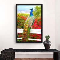 Mooi Blauw Groen Peacock Foto Stijlvol Modern