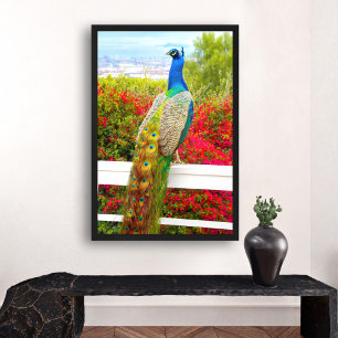 Mooi Blauw Groen Peacock Foto Stijlvol Modern Poster