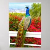 Mooi Blauw Groen Peacock Foto Stijlvol Modern Poster (Voorkant)