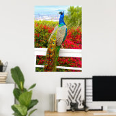 Mooi Blauw Groen Peacock Foto Stijlvol Modern Poster (Thuiskantoor)