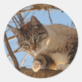 Mooi blauw Kat Ronde Sticker