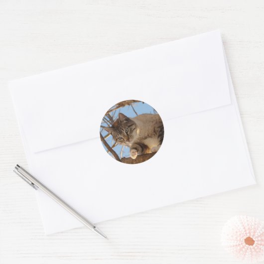 Mooi blauw Kat Ronde Sticker (Envelop)