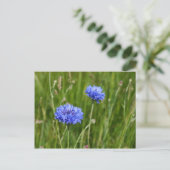 Mooi Blauw Korenbloemen weide bloem ontwerp Briefkaart (Staand voorkant)